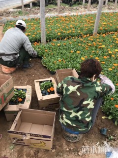 高度10厘米金盏菊