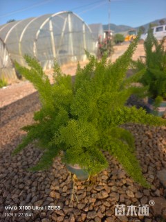 高度60厘米狐尾天门冬