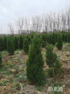 高度180厘米蜀桧