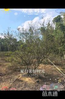 高度350厘米丛生紫薇