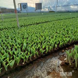 高度20厘米郁金香