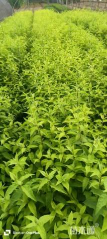 高度25厘米大花溲疏