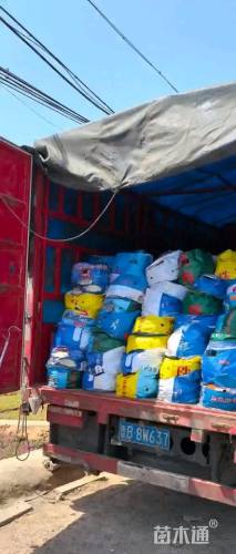 高度30厘米须苞石竹