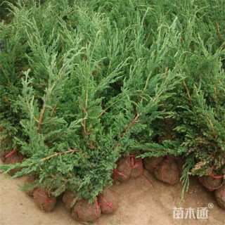 高度80厘米铺地柏
