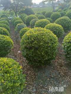 高度50厘米金森女贞