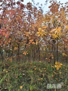 高度40厘米黄栌小苗