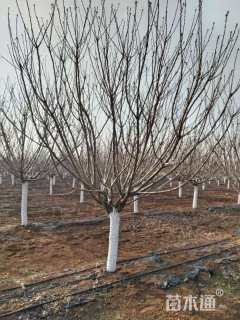 12公分日本晚樱