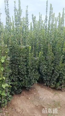 高度140厘米大叶黄杨