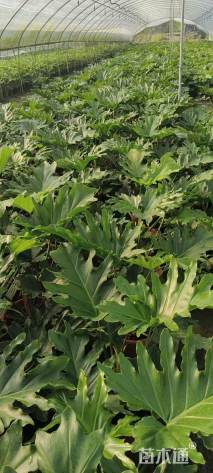 高度25厘米春羽