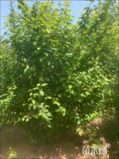 高度150厘米丛生榆叶梅