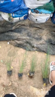 高度60厘米粉黛乱子草