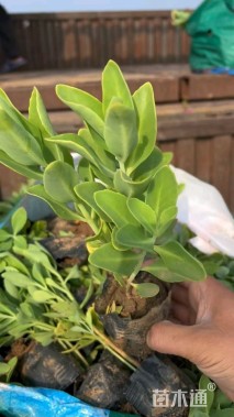 高度20厘米八宝景天