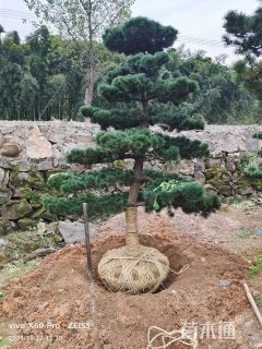 10公分造型五针松