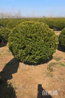 冠幅130厘米小叶黄杨球