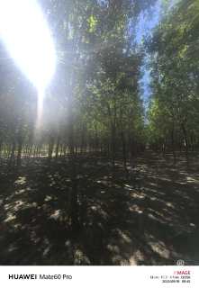 10公分速生白蜡