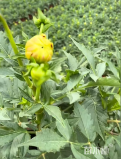 高度35厘米小丽花