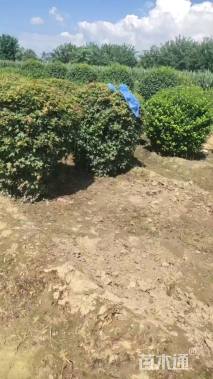 高度80厘米五角枫球