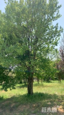 高度800厘米丛生三角枫