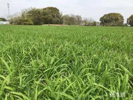 高度25厘米大花萱草