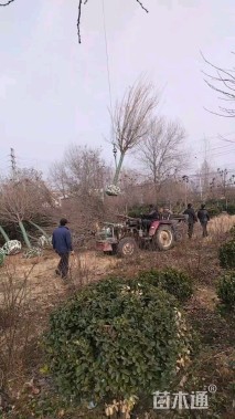 15公分暴马丁香