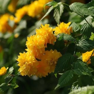 高度60厘米棣棠苗