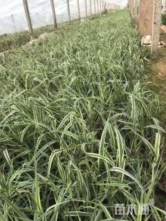 高度30厘米花叶芦竹