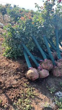 高度185厘米月季