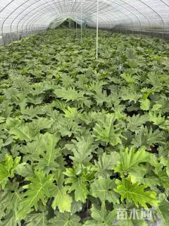 高度40厘米春羽