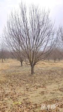 高度500厘米丛生五角枫