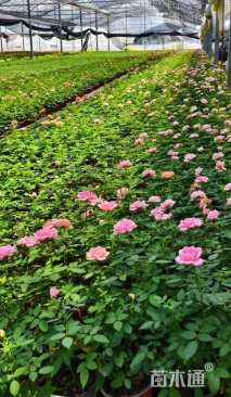 高度15厘米欧洲月季