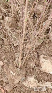 高度50厘米黄刺玫