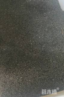 黑心菊种子黑心菊种子