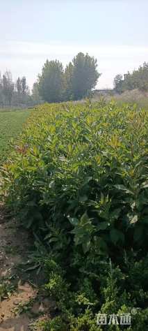 高度80厘米红王子锦带