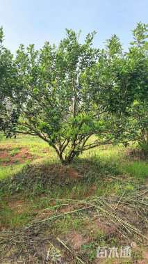 高度450厘米新余蜜桔