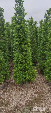 高度150厘米火山榕