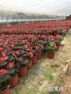 高度20厘米四季海棠