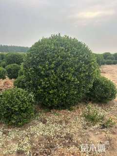 冠幅250厘米卫矛球