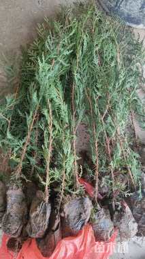 高度50厘米岷江柏木