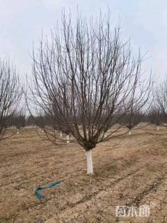 12公分绚丽海棠