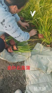 高度30厘米金叶菖蒲