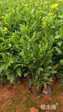 高度32厘米木春菊