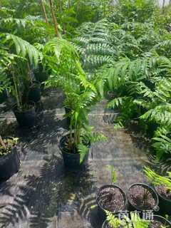 高度100厘米玫瑰蹄盖蕨