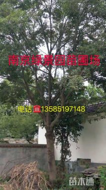 25公分朴树