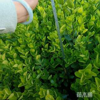 高度50厘米北海道黄杨