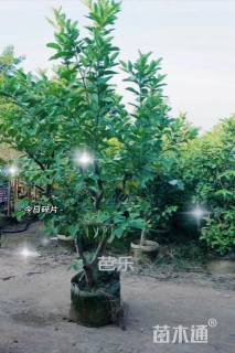 高度250厘米番石榴