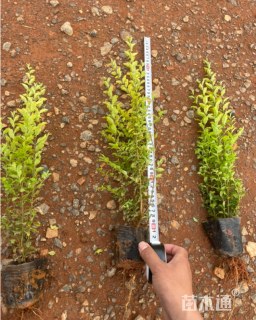 大杯苗亮晶女贞小苗