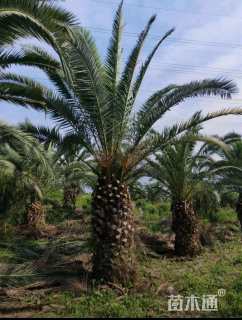 裸干高180厘米加拿利海枣