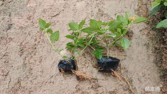 冠幅15厘米五色梅