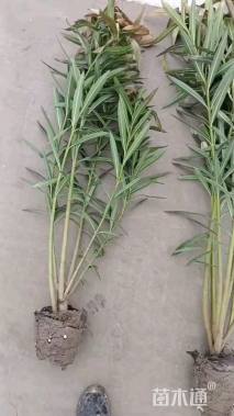 高度160厘米夹竹桃