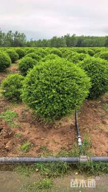 冠幅100厘米小叶黄杨球